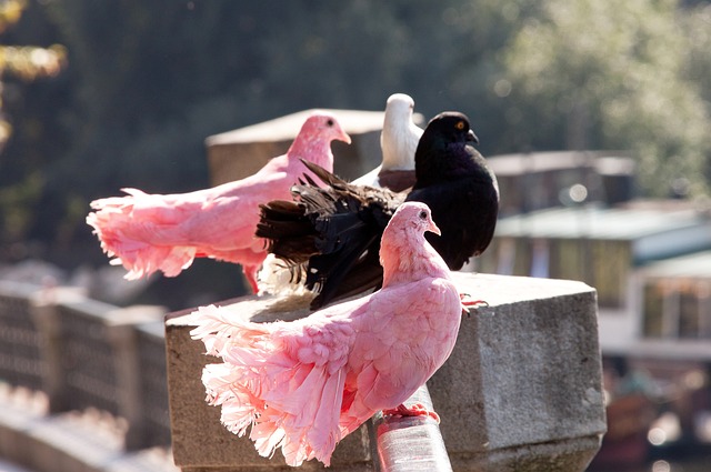 提升整个球 提升整个球